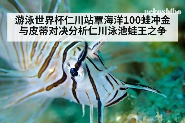 游泳世界杯仁川站覃海洋100蛙冲金与皮蒂对决分析仁川泳池蛙王之争